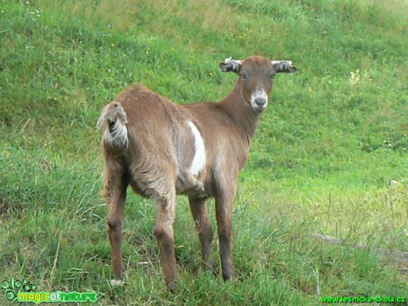 Koza na farmě - Foto Eliška Devátá (2)