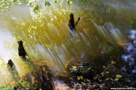 V záři slunečních paprsků - Foto Angelika Špicarová 0121