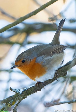 Červenka obecná - Erithacus rubecula - Foto Zbyněk Tomek 0221