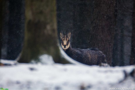 Kamzíci ze Studence - Foto Lukáš Málek 0221 (1)