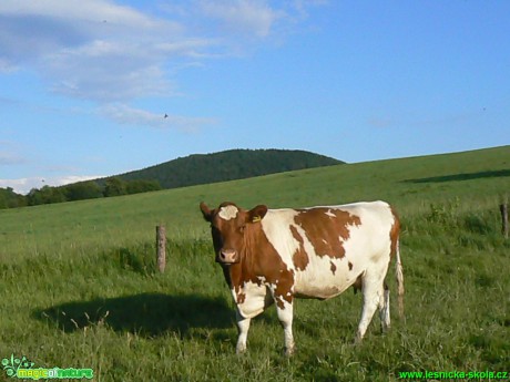 Kráva - Foto Eliška Devátá (2)