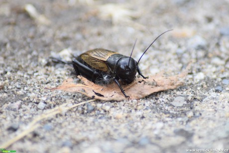 Cvrček polní - Gryllus campestris - Foto Marie Žďánská 0221