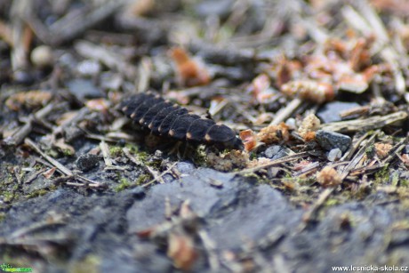 Larva světlušky větší - Foto Marie Žďánská 0221