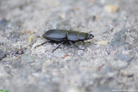 Roháček kozlík - Dorcus parallelopipedus - Foto Marie Žďánská 0221