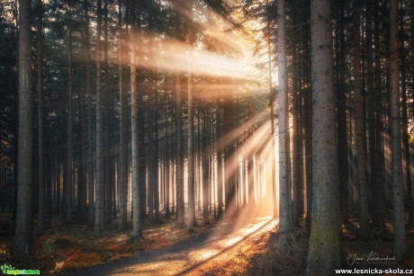 Slunce vchází do lesa - Foto Jana Vondráčková 0221