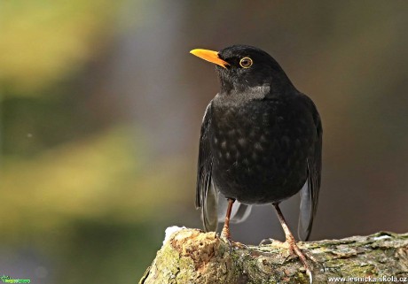 Kos černý - Turdus merula - Foto Pavel Balazka 0221