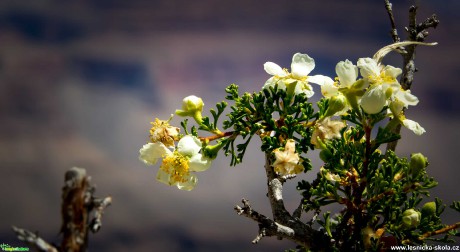 Grand Canyon v Arizoně - Foto Ladislav Hanousek 1220 (21)