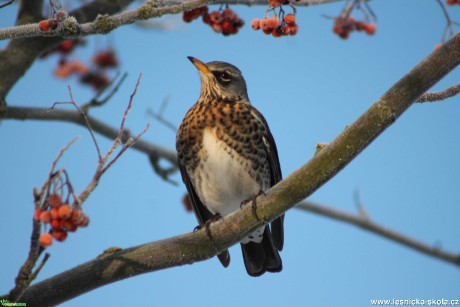 Drozd kvíčala - Turdus pilaris - Foto František Novotný 0321 (1)