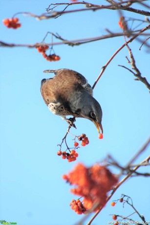 Drozd kvíčala - Turdus pilaris - Foto František Novotný 0321 (3)