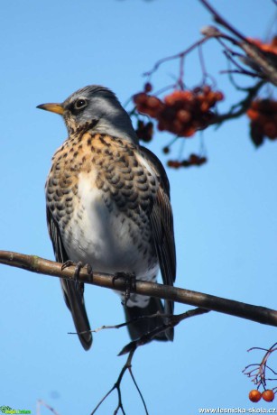 Drozd kvíčala - Turdus pilaris - Foto František Novotný 0321 (4)