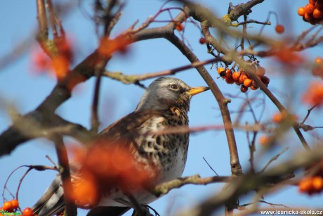 Drozd kvíčala - Turdus pilaris - Foto František Novotný 0321 (5)