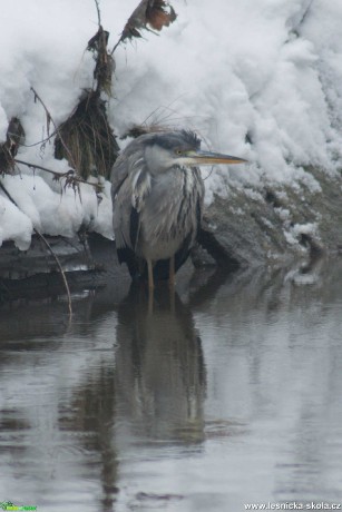 Volavka popelavá - Ardea cinerea - Foto - Marie Žďánská 0321 (1)