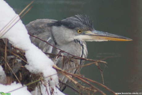 Volavka popelavá - Ardea cinerea - Foto - Marie Žďánská 0321 (2)