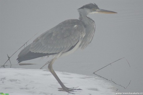 Volavka popelavá - Ardea cinerea - Foto - Marie Žďánská 0321 (3)