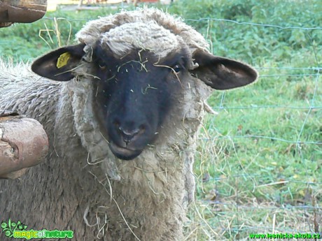 Ovce na farmě - Foto Eliška Devátá