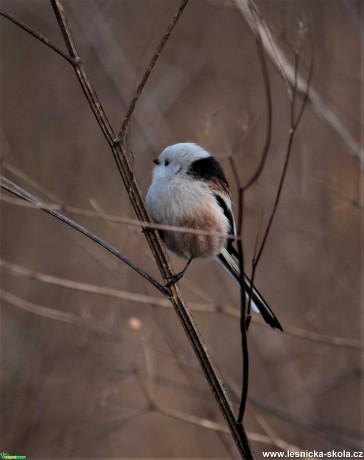 Mlynařík dlouhoocasý -  Aegithalos caudatus - Foto Marek Zimka 0321