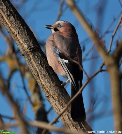 Sojka obecná - Garrulus glandarius - Foto Marek Zimka 0321