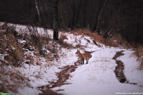 Liška obecná - Vulpes vulpes - Foto Marek Zimka 0321