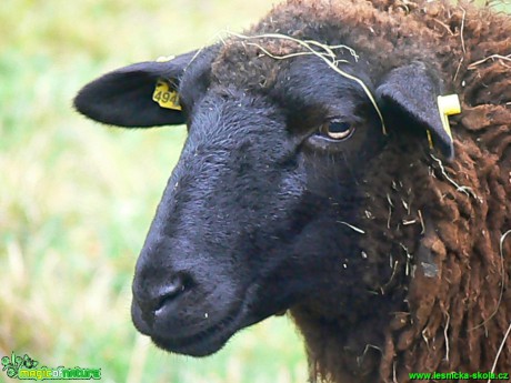 Ovce Sufolk - Foto Eliška Devátá