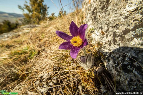 Jarní krása konikleců - Foto Jozef Pitoňák 0421 (3)