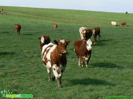 Stádo krav - Foto Eliška Devátá (1)