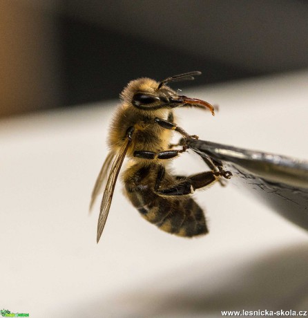Včela medonosná - Apis mellifera - Foto Roman Brož 0421 (1)