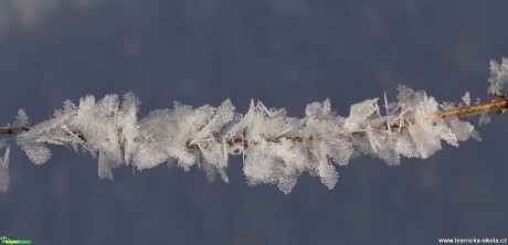 Ještě pár střípků ze zimy - Foto Irena Wenischová 0321 (2)