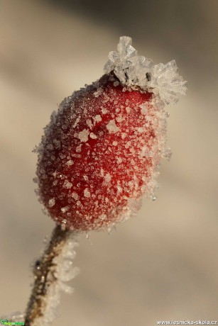 Ještě pár střípků ze zimy - Foto Irena Wenischová 0321 (3)