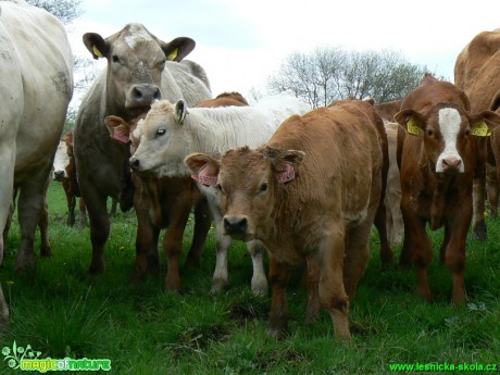 Stádo krav - Foto Eliška Devátá (2)