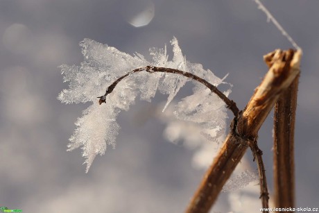 Ještě pár střípků ze zimy - Foto Irena Wenischová 0321 (5)
