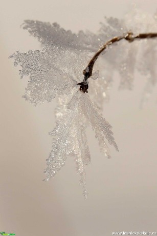 Ještě pár střípků ze zimy - Foto Irena Wenischová 0321 (6)