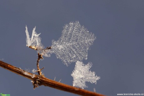 Ještě pár střípků ze zimy - Foto Irena Wenischová 0321 (7)