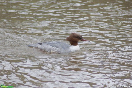 Morčák velký - Mergus merganser - Foto - Marie Žďánská (7)