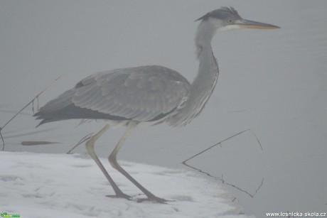 Volavka popelavá - Ardea cinerea - Foto - Marie Žďánská (7)