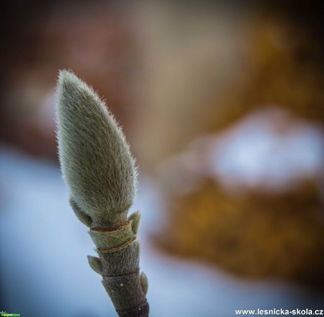 Poupě magnolie - Foto Jan Hlinka 0421