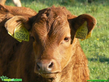 Telátka na farmě - Foto Eliška Devátá (1)