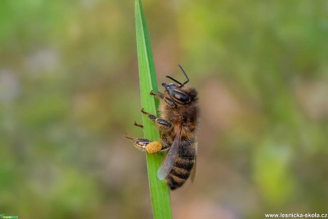 Včela medonosná - Foto Jana Vondráčková 0421 (1)