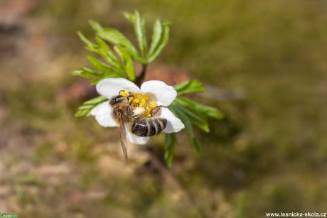Včela medonosná - Foto Jana Vondráčková 0421 (2)