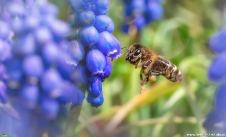 Včela medonosná - Foto Jana Vondráčková 0421