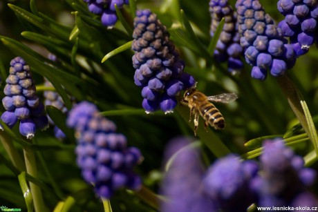 Včela medonosná - Foto Jaroslava Jechová 0421