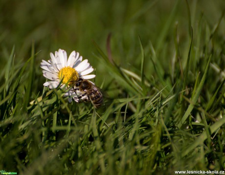 Včelka na sedmikrásce - Foto Jaroslava Jechová 0421