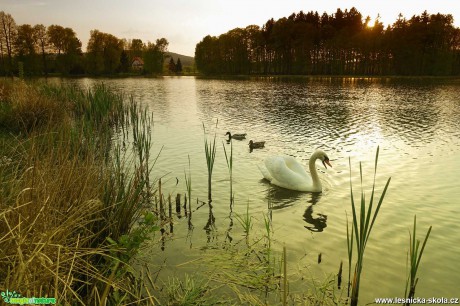 Podvečerní idylka - Foto Angelika Špicarová