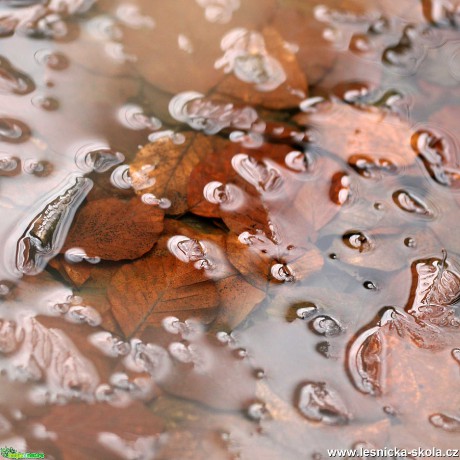 V ledovém objetí - Foto Angelika Špicarová