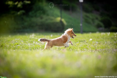 Fotohrátky s pejsky - Foto Jiří Křivánek 0521 (1)