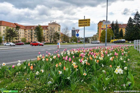 I ve městě to může krásně kvést - Most - Foto Pavel Ulrych 0521