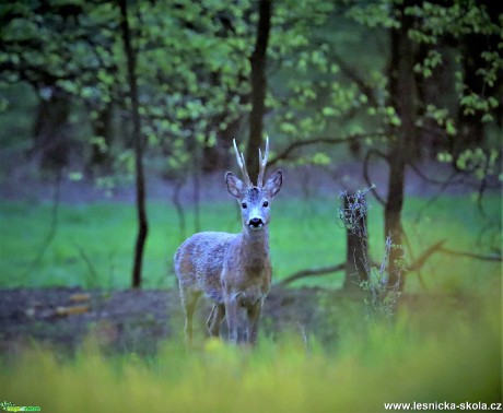 Srnec obecný - Foto Marek Zimka 0521