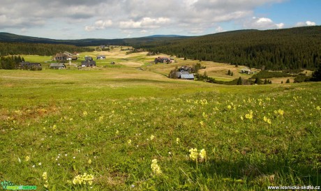 Kvetoucí stráně Jizerek - Foto Jaroslava Jechová 0521