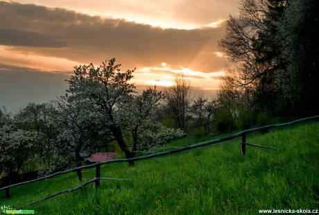 Ovocný sad - Foto Jaroslava Jechová 0521