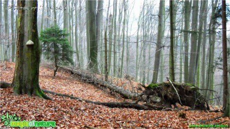 Na Peci - Foto Robert Kopecký