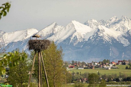 Čáp na hnízdě - Foto Jozef Pitoňák 0521